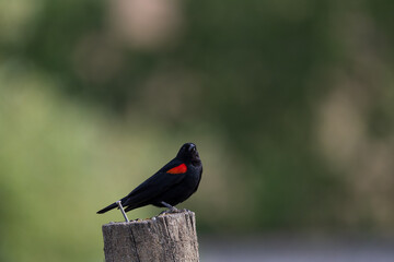 redwinged blackbird