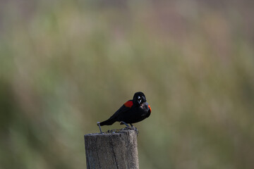 red winged blackbird