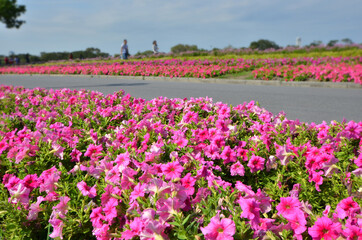 Pink moning glory flower garden in the park