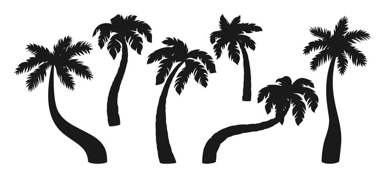 Coconut palm tree black silhouette cartoon set. Tropical line palm trees design element. Hand drawn tree with leaves, mature and young plants of tropical forest. Isolated on white vector illustration