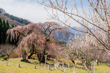 弁天さんの枝垂れ桜