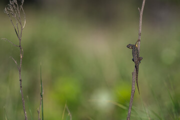 lizard on a twig