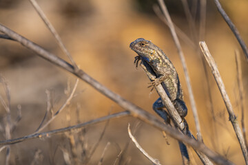 lizard taking the sun on a branch