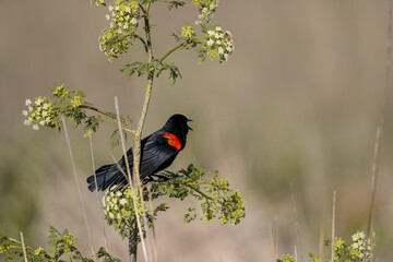 red winged blackbird