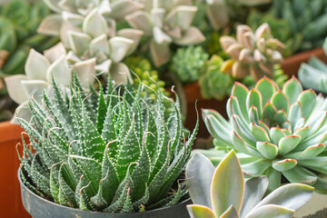 variety of succulent plants in pots, close up image