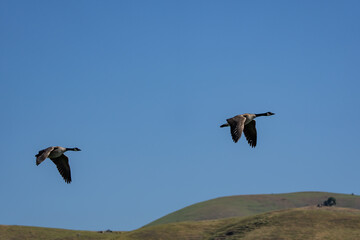 ducks in flight