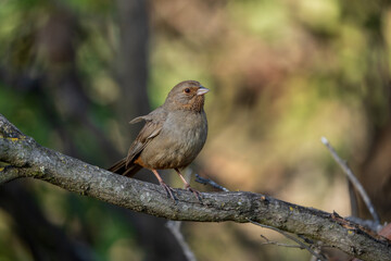 bird perched on a branch
