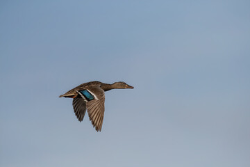duck in flight
