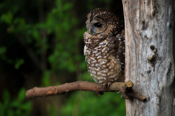 owl on a branch
