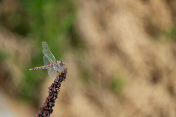 dragonfly on a flower