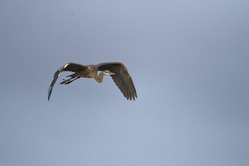 great blue heron flying