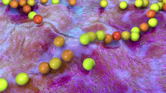 Streptococcus pyogenes bacteria, animation