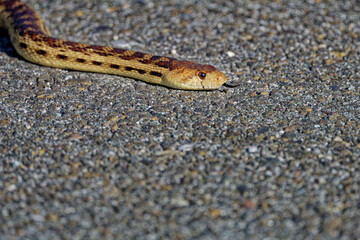 close up of a snake