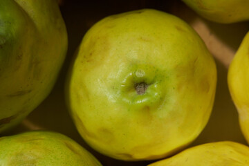 Fresh quinces from the orchard. Fresh food without additives