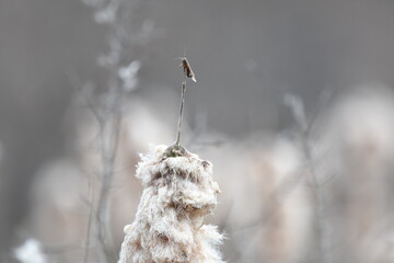 モズのはやにえ