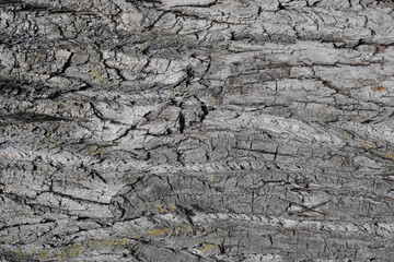 Texture of woody gray poplar bark. Soft wood bark background.`