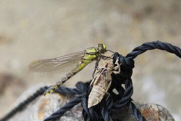 Geschlüpfte Libelle