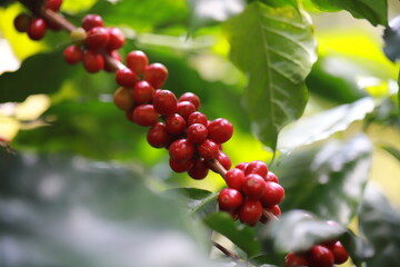 Fresh arabica coffee bean on white background with coffee branch and leaves .Background Robusta and arabica  coffee berries ,coffee concept.