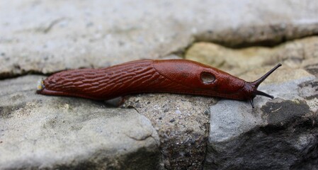 Brown Slug 