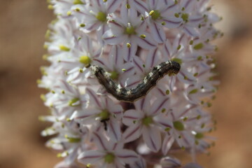 Green Caterpillar