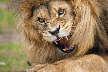 Roaring Lion, captured in South Africa, he definitely IS king of the jungle
