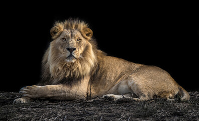 Proud Lion King of the Jungle - Isolated on a partial black background
