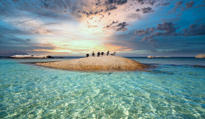 Striking scene of Cape Penguins, a la tropical island. Cape Town, South Africa