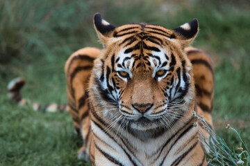 Fototapeta na wymiar Tiger in the wilderness, close-up, South Africa