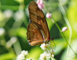 Beautiful orange butterfly lands on a flower in nature