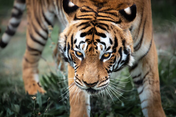 Tiger on the prowl in the wilderness, close-up, South Africa