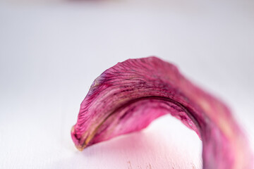 fondo de textura pétalo flor desenfocado