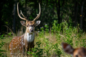 deer in the forest