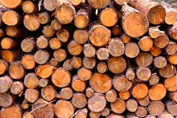 산림 벌목장 풍경