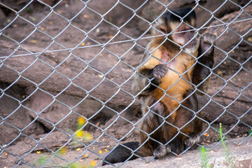 monkey in cage