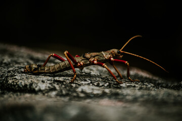 a ant on the ground