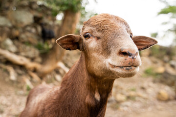 Fototapeta premium Cabra, naturaleza, conservación, domestico, granja, animales, Barichara, Colombia, granjero, rebaño 