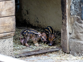 Red river hog piglets © Kathryn