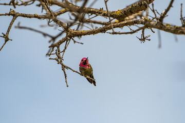 Hummingbird sitting on a branch