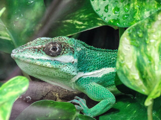 green lizard on a tree