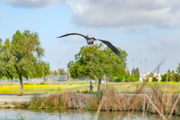 Gray heron (Ardea cinerea) flying over the Lake Elizabeth