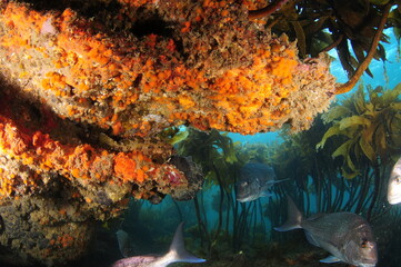 Fototapeta na wymiar Large Australasian snappers swimming under colourful overhang while well camouflaged kelpfish sits on rocky shelf.