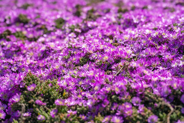Obraz premium Purple Carpet of Ice Plant (Carpobrotus Edulis) blooming in springtime, Lovers Point Park 