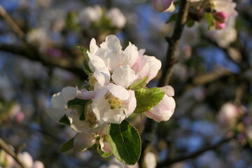 The refreshing blossom of an apple tree in springtime