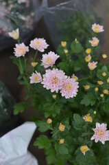 Light pink chrysanthemum indicum flowers are very beautiful and enchanting.