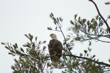 american bald eagle