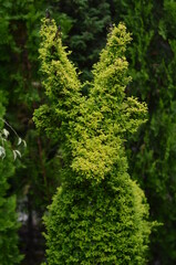 The bright green plants are pruned to resemble a deer.
