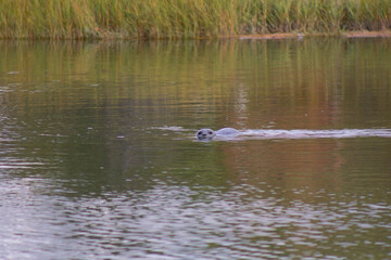 alligator in the water