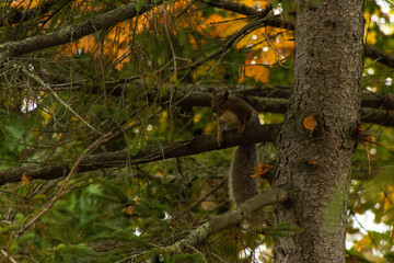 tree in autumn
