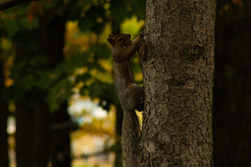 squirrel in the tree