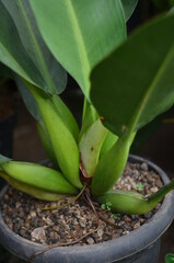 Large green leaf stalks and black pots.